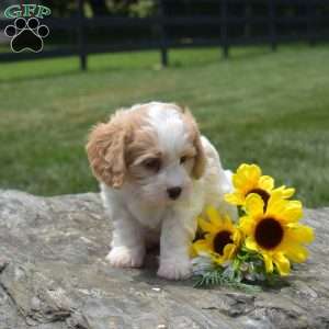 Frankie, Cavachon Puppy